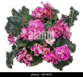 De rares classe d'un vrai prix fleur - un violet rose terry. Haut isolé veiw studio shot Banque D'Images