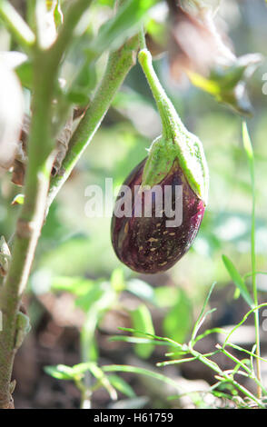 Les jeunes fruits d'aubergines dans le jardin Banque D'Images