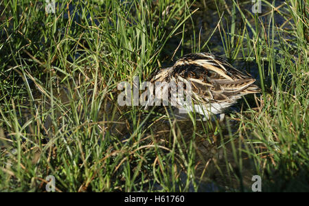 Un rare Jack Snipe (Lymnocryptes minimus) se nourrissant dans les marais. Banque D'Images