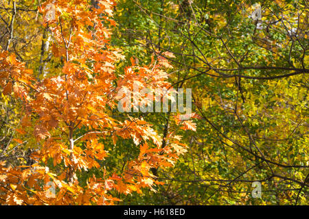 Arbre d'automne avec des feuilles jaunes sur fond vert. Banque D'Images