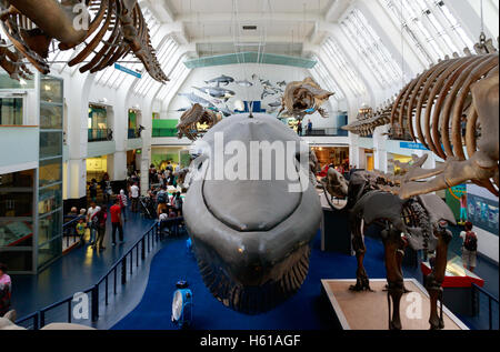 Londres, Royaume-Uni - 28 juillet 2016 - Les grands mammifères Hall au Musée d'Histoire Naturelle Banque D'Images