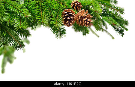 En branches de sapin avec les cônes verts frais, studio shot sur fond blanc pur copyspace Banque D'Images