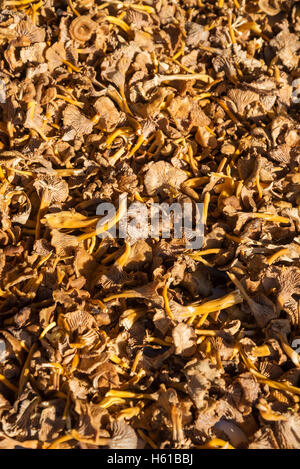 Chanterelles en matières premières fraîches du marché d'Helsinki sur l'affichage jour ensoleillé Banque D'Images