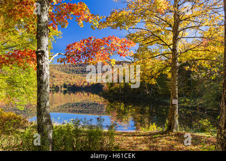 Deux arbres d'érable à sucre sur la rive du Grand Étang paisible reflétant l'automne feuillage dans les Catskills Mountains of New York. Banque D'Images