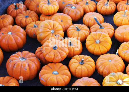 Un groupe de citrouilles miniatures dans une pile Banque D'Images