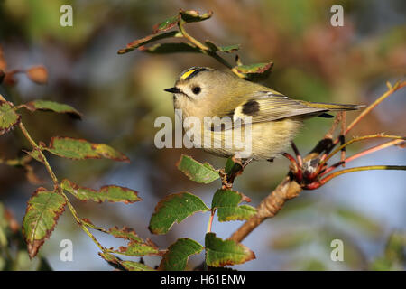 Goldcrest (Regulus regulus) bush en attrapant mourning forest. Pris dans Angus, Scotland, UK. Banque D'Images