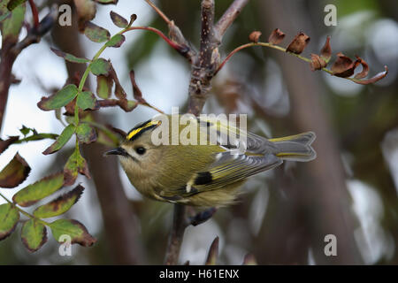 Goldcrest (Regulus regulus) bush en attrapant mourning forest. Pris dans Angus, Scotland, UK. Banque D'Images