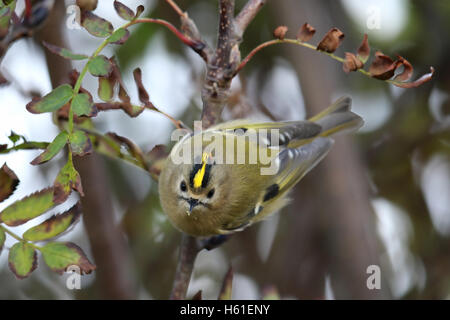 Goldcrest (Regulus regulus) bush en attrapant mourning forest. Pris dans Angus, Scotland, UK. Banque D'Images