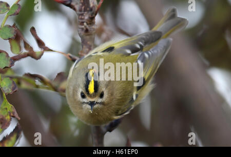 Goldcrest (Regulus regulus) bush en attrapant mourning forest. Pris dans Angus, Scotland, UK. Banque D'Images