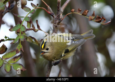 Goldcrest (Regulus regulus) bush en attrapant mourning forest. Pris dans Angus, Scotland, UK. Banque D'Images