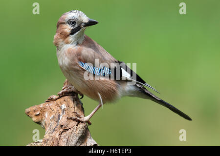 Eurasienne sauvages Jay (Garrulus glandarius) perché sur une branche avec des bois vert arrière-plan. Prise en Ecosse, Royaume-Uni Banque D'Images