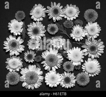 Appuyé sur un ensemble de fleurs de chrysanthèmes sur fond noir shot blanc et noir Banque D'Images