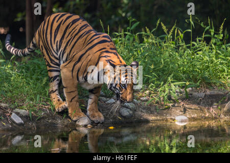 Tigre du Bengale vient à un point d'eau à boire au Sunderbans National Park. Banque D'Images