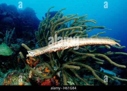 Poissons-Trompette (Aulostomus maculatus), Belize, Caraïbes, Amérique Centrale Banque D'Images