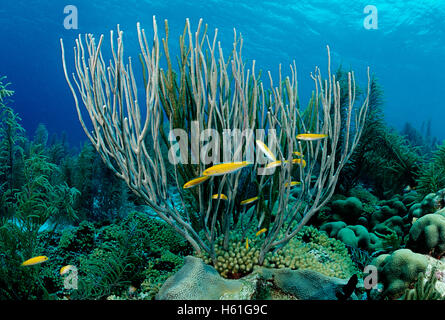 Tête bleue juvénile wrasse Thalassoma bifasciatum (bluehead ou) entre les coraux, Bonaire, Antilles néerlandaises, Amérique Banque D'Images