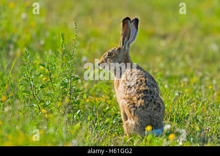 Le lièvre (Lepus europaeus), Apetlon, Burgenland, Autriche, Europe Banque D'Images