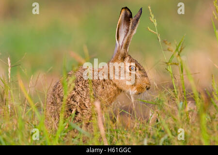 Le lièvre (Lepus europaeus), Apetlon, Burgenland, Autriche, Europe Banque D'Images