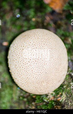 Champignon d'arbre trouvé dans Gower, UK Banque D'Images