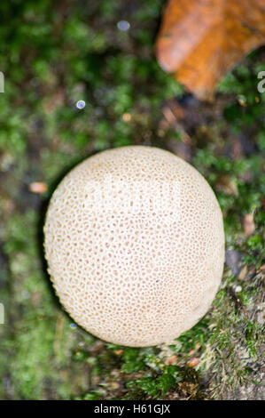 Champignon d'arbre trouvé dans Gower, UK Banque D'Images