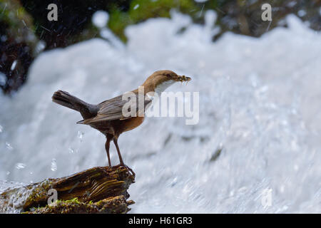 White-throated Dipper (Cinclus cinclus) dans la région de River sur branche avec proie dans son bec, Tyrol, Autriche Banque D'Images