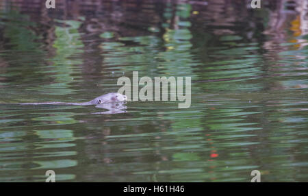 Loutre géante la natation dans le lac d'Oxbow Banque D'Images