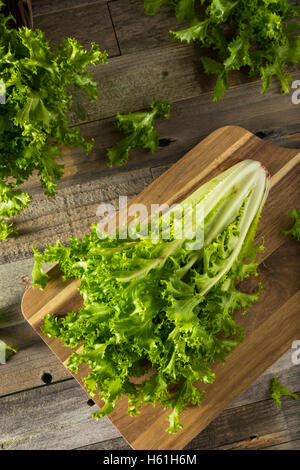 Endives Bio vert cru prêt à manger Banque D'Images