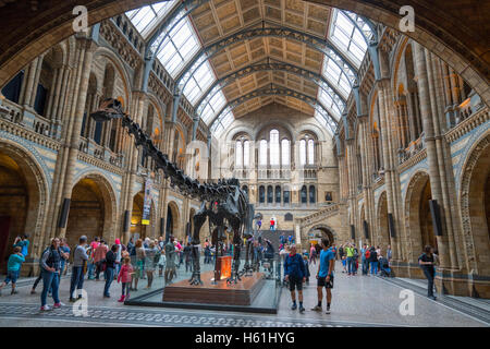 Grand angle panoramique vue sur le lobby principal de Natural History Museum London Banque D'Images