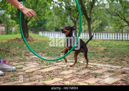 Pinscher Nain Banque D'Images