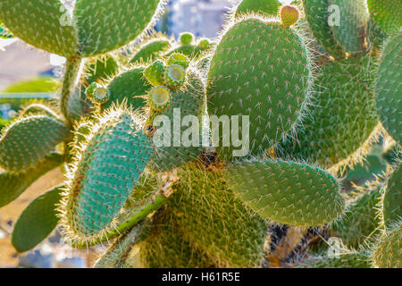 Cactus avec des noms gravés sur des feuilles dans le jardin de cactus de Montjuic, Barcelone Espagne, Europe Banque D'Images