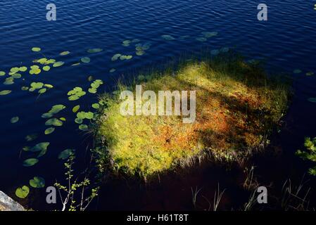 Moss, lac, près de Börtnan, Guiclan, Jämtland, Suède Banque D'Images