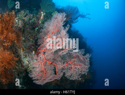 Seafan gorgones rose sur le mur de corail avec diver silhouette en fond de l'eau bleu. Banque D'Images