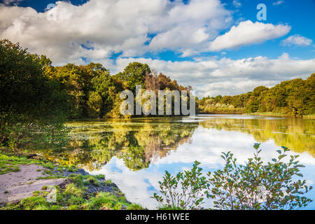 Cannop étangs dans la forêt de Dean, Gloucestershire. Banque D'Images