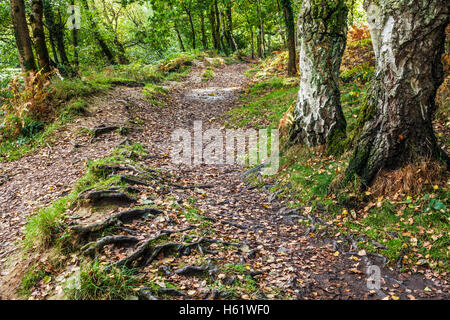 Chemin Des Bois par Cannop étangs dans la forêt de Dean, Gloucestershire. Banque D'Images