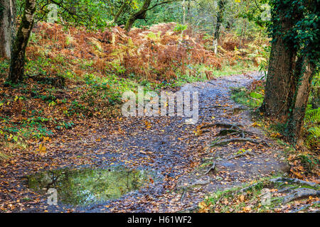 Chemin Des Bois par Cannop étangs dans la forêt de Dean, Gloucestershire. Banque D'Images