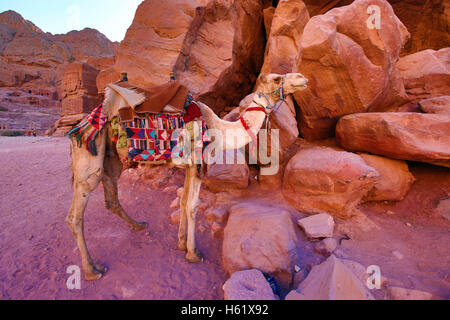 Chameau dans le rock ville de Petra, Jordanie Banque D'Images