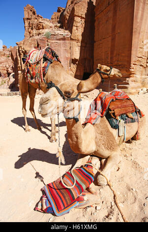 Des chameaux dans la roche ville de Petra, Jordanie Banque D'Images