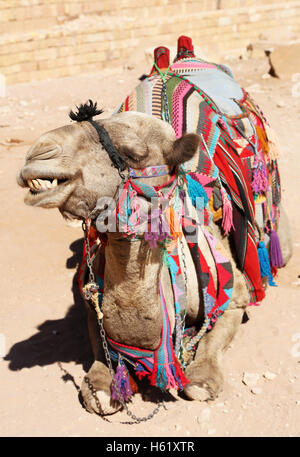 Chameau dans le rock ville de Petra, Jordanie Banque D'Images