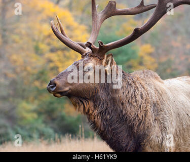 Le mâle alpha du plus grand troupeau dans la vallée Site Cataloochee. Banque D'Images