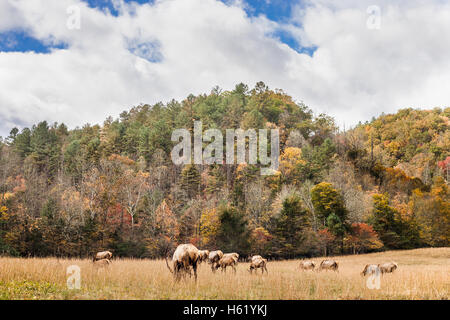 Un champ contenant un troupeau de Rocky Mountain Elk Banque D'Images