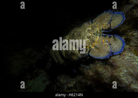 Cigale de mer méditerranée, Scyllarides latus, de Malte, mer Méditerranée. Banque D'Images