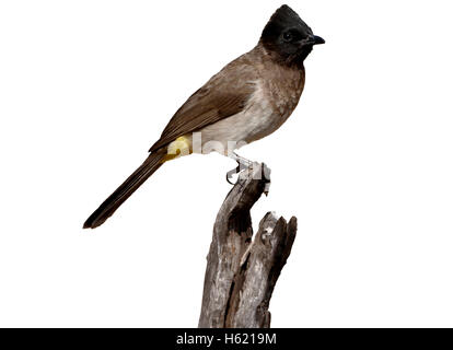Ou communs, black-eyed bulbul Pycnonotus barbatus, seul oiseau sur la branche, Afrique du Sud, août 2015 Banque D'Images
