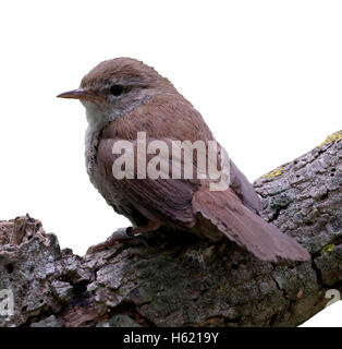 Cettis, paruline cetti Cettia, seul oiseau sur la branche, Majorque, Juin 2015 Banque D'Images