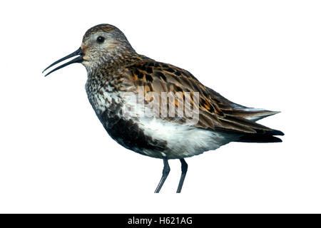 Bécasseau variable, Calidris alpina, seul oiseau sur la roche, de l'Islande Banque D'Images