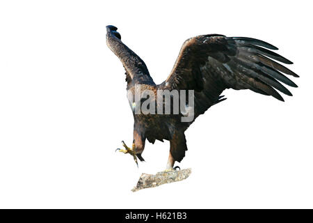 L'aigle royal, Aquila chrysaetos, seul oiseau sur rock, Bulgarie Banque D'Images