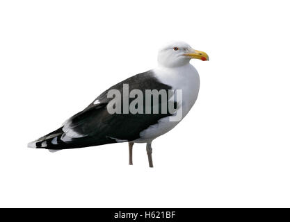 Goéland marin (Larus marinus, seul oiseau sur la roche, la Norvège Banque D'Images