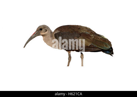 Bostrychia hagedash Hadeda ibis, oiseau seul, sur le sol, l'Afrique du Sud, août 2015 Banque D'Images