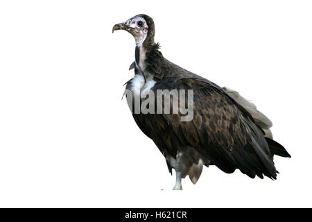 Hooded vulture Necrosyrtes monachus,, seul oiseau sur marbre, Tanzanie Banque D'Images