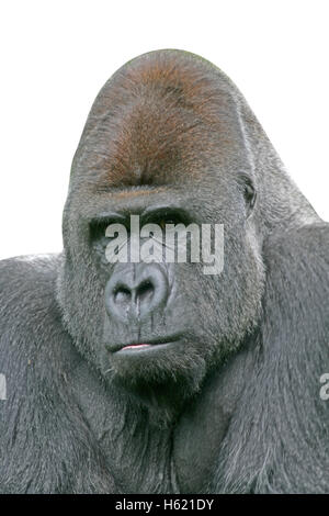 Gorille de plaine de l'Ouest, Gorilla gorilla, mammifère unique sur l'herbe Banque D'Images
