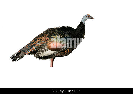 Ocellated turkey, Meleagris ocellata, seul oiseau sur l'herbe, Belize Banque D'Images