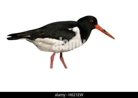 Huîtrier pie, Haematopus ostralegus, seul oiseau par l'eau Banque D'Images